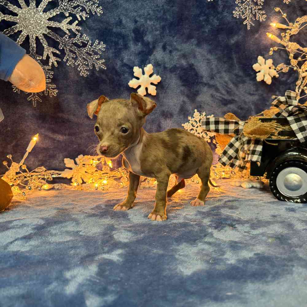 carousel pet images