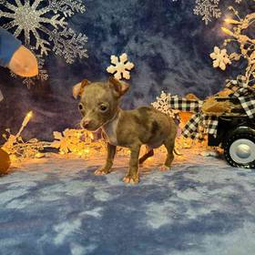 Chiweenie