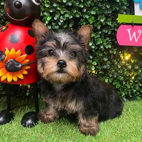 Silky Terrier