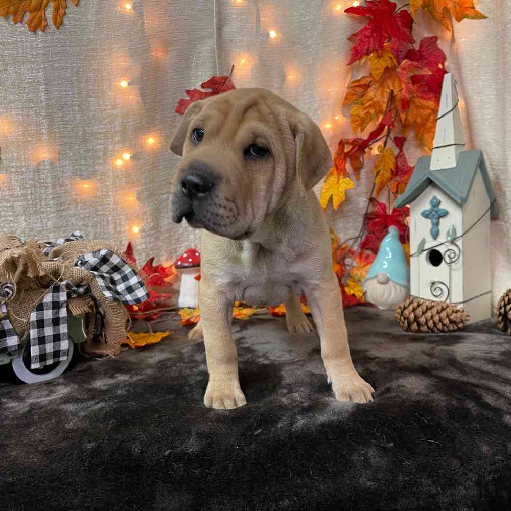 carousel pet images