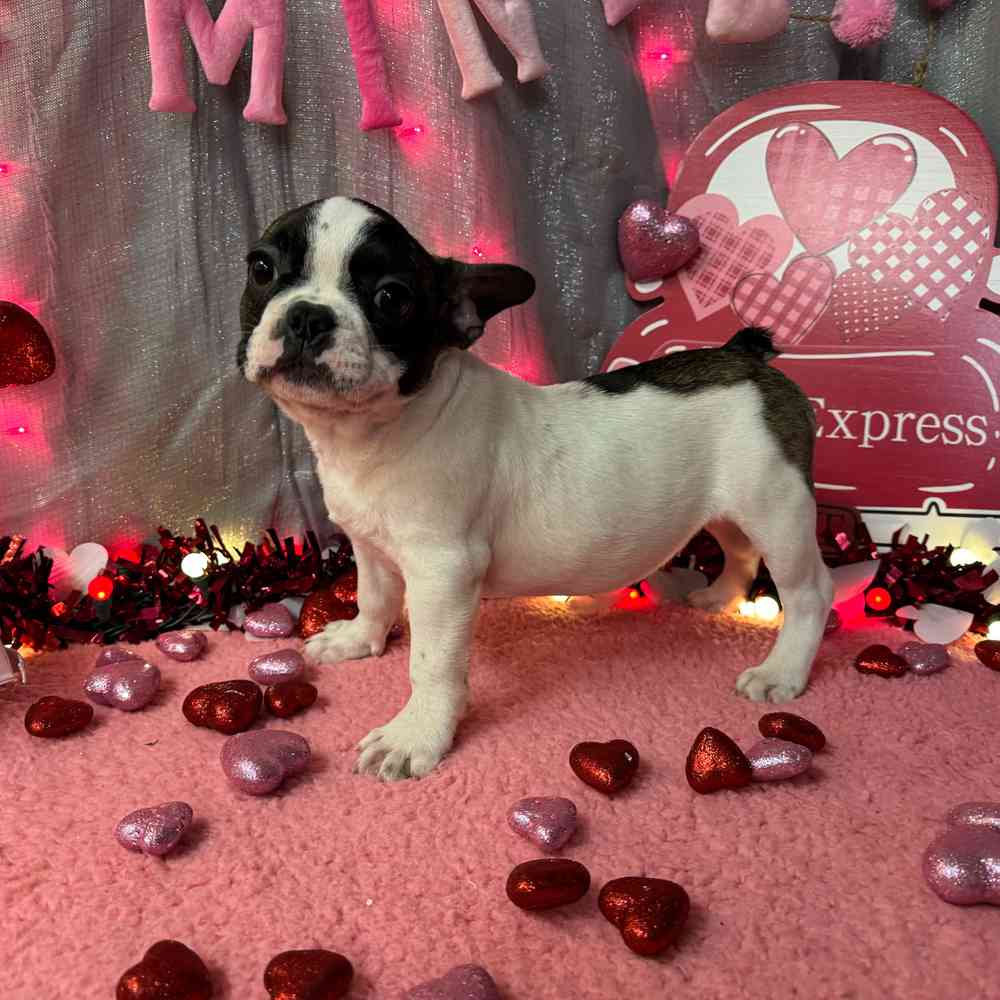 carousel pet images