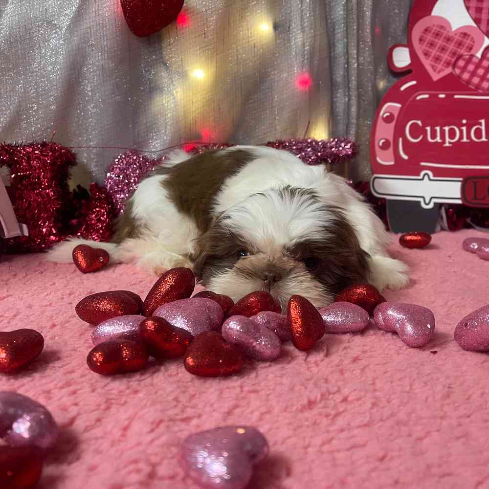 carousel pet images