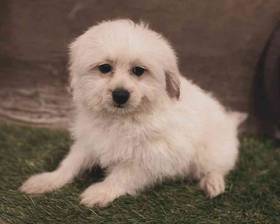 Pompoo