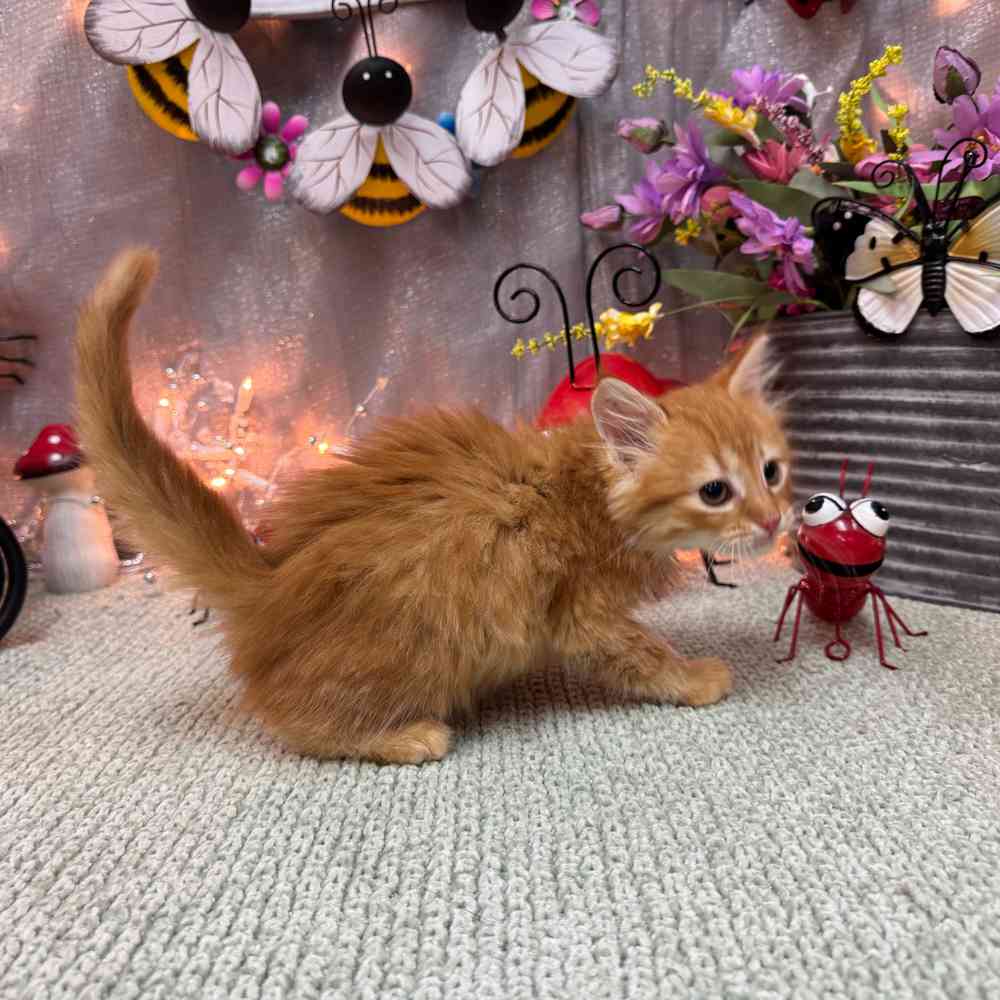Image of a pet breed in the gallery