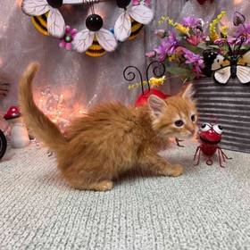 Domestic Kitten
