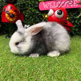 Flemish Giant Holland Lop Mix