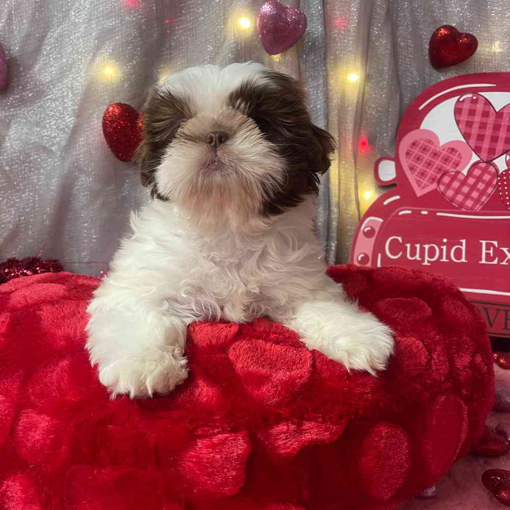 carousel pet images