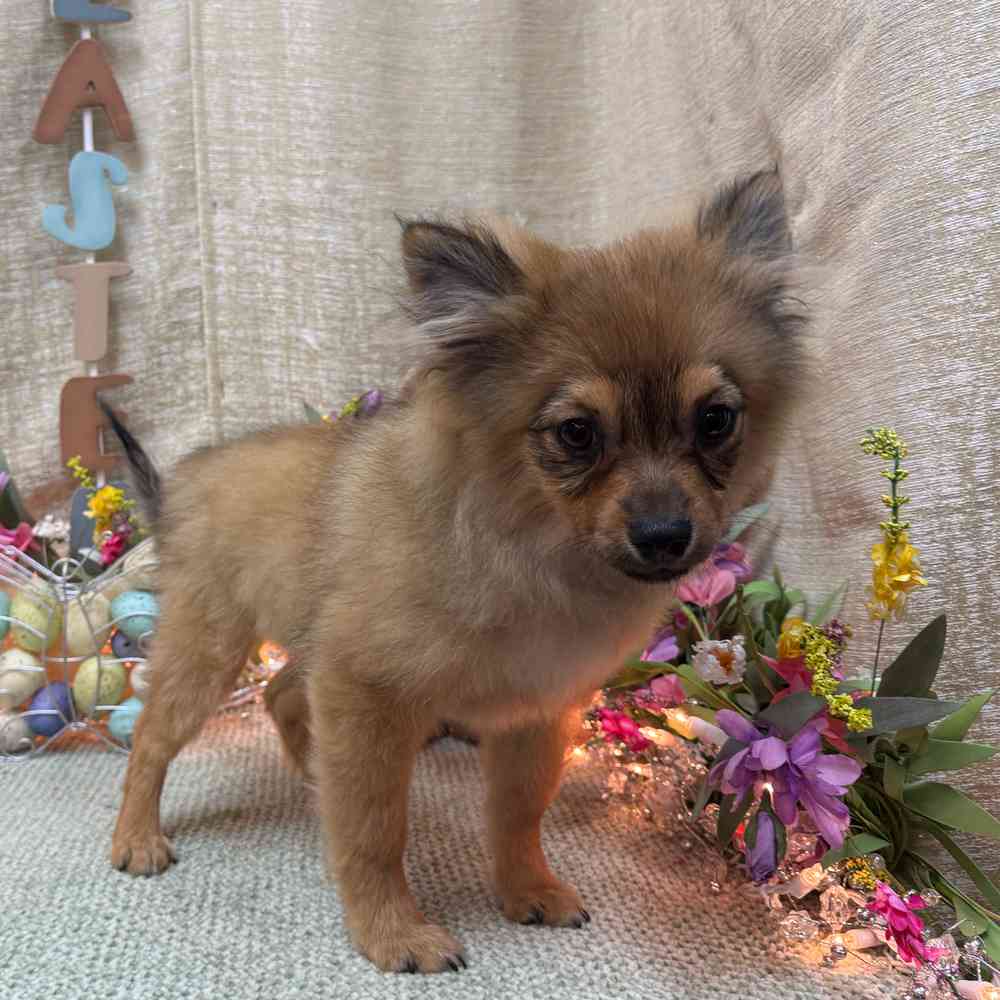 carousel pet images