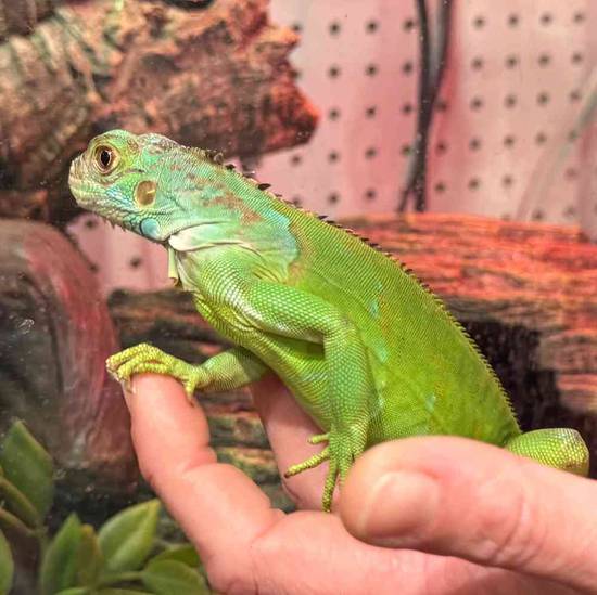 Iguana