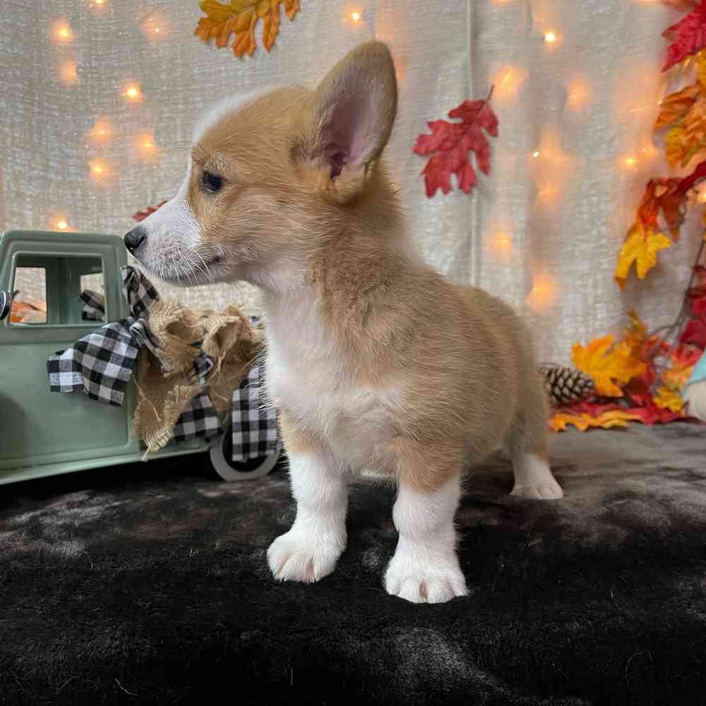 carousel pet images