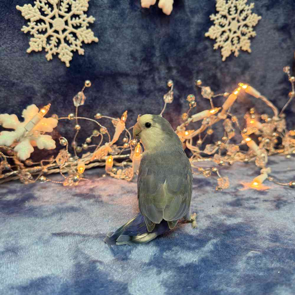 carousel pet images