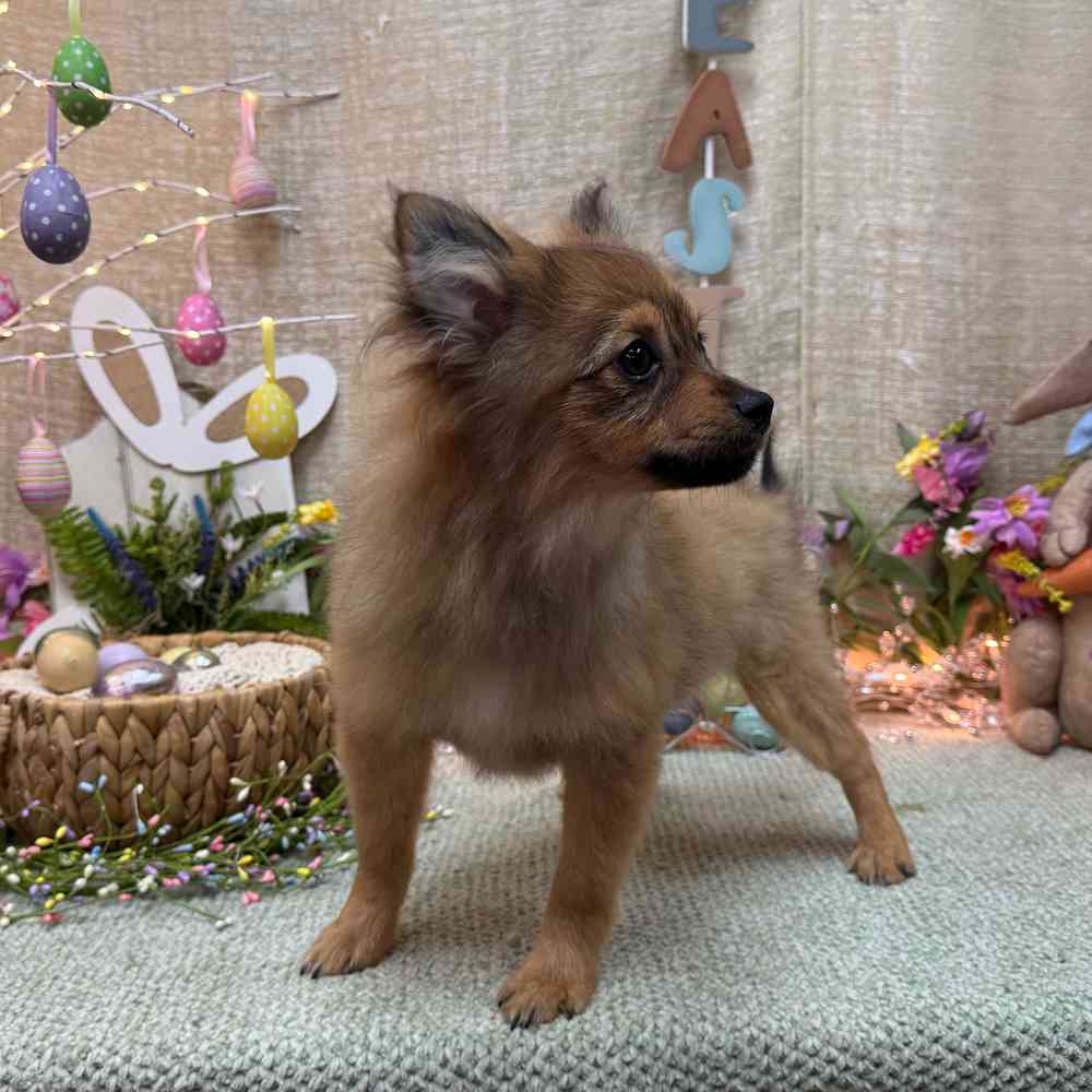 carousel pet images