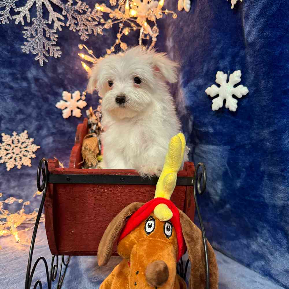carousel pet images