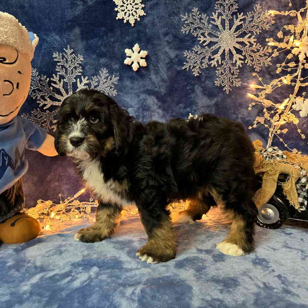 carousel pet images