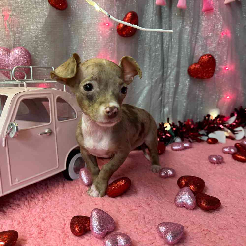 carousel pet images