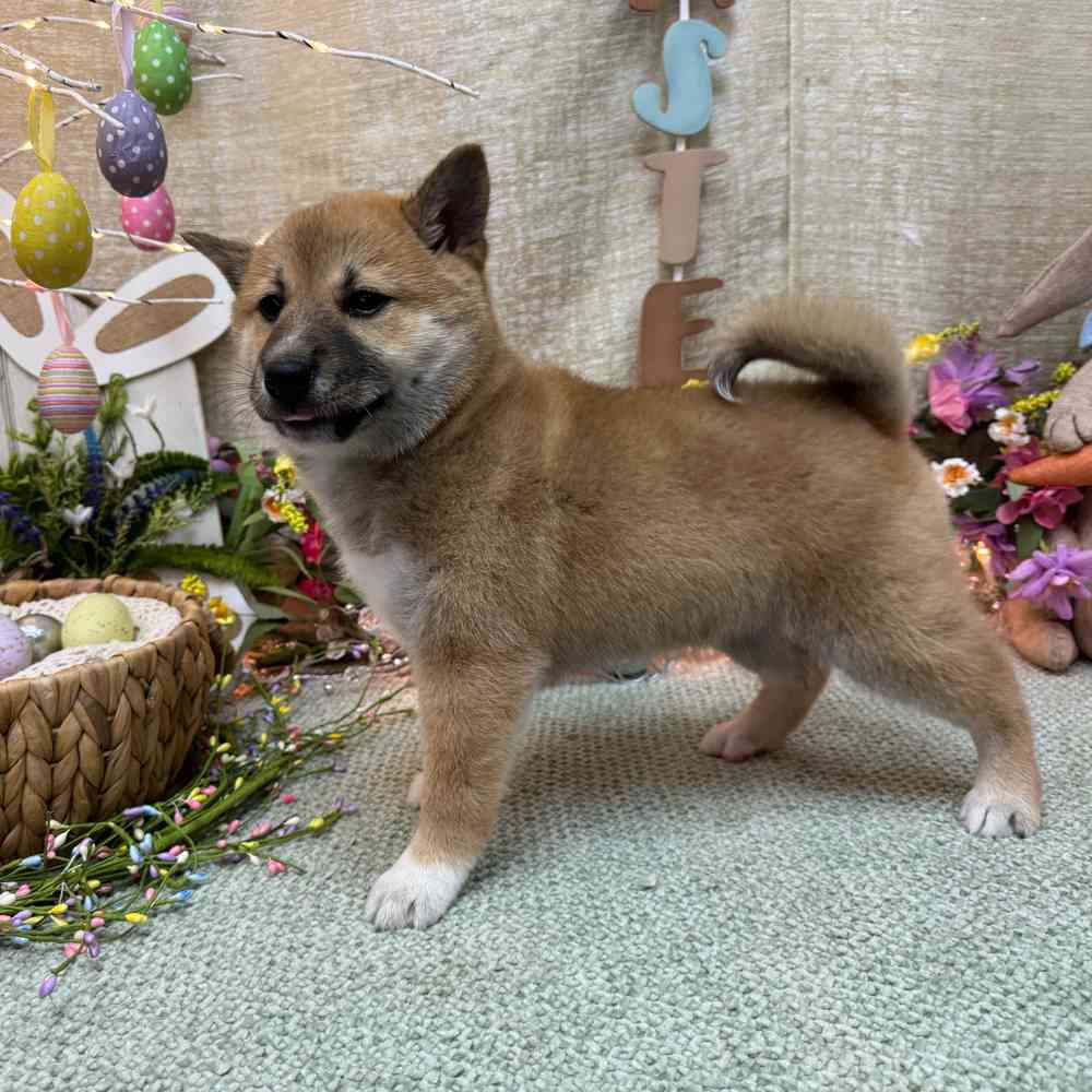 carousel pet images