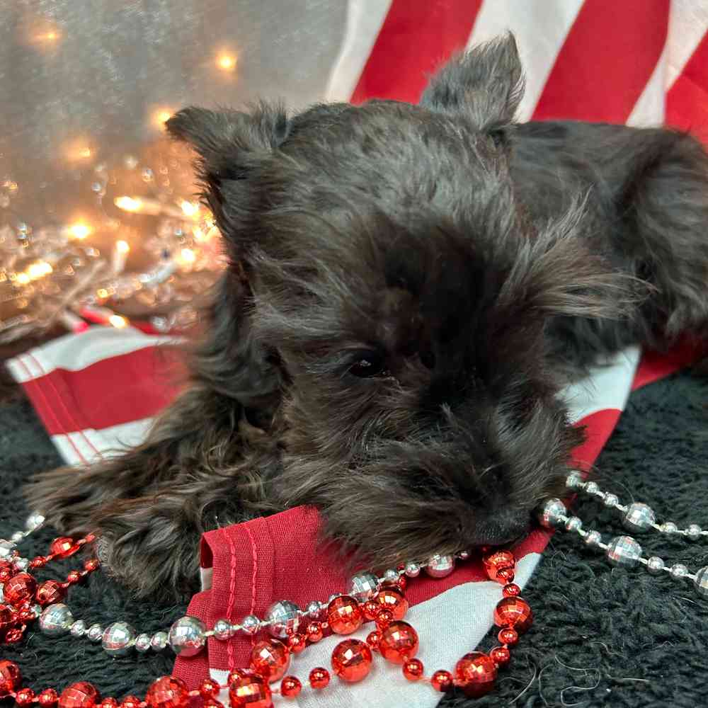 carousel pet images