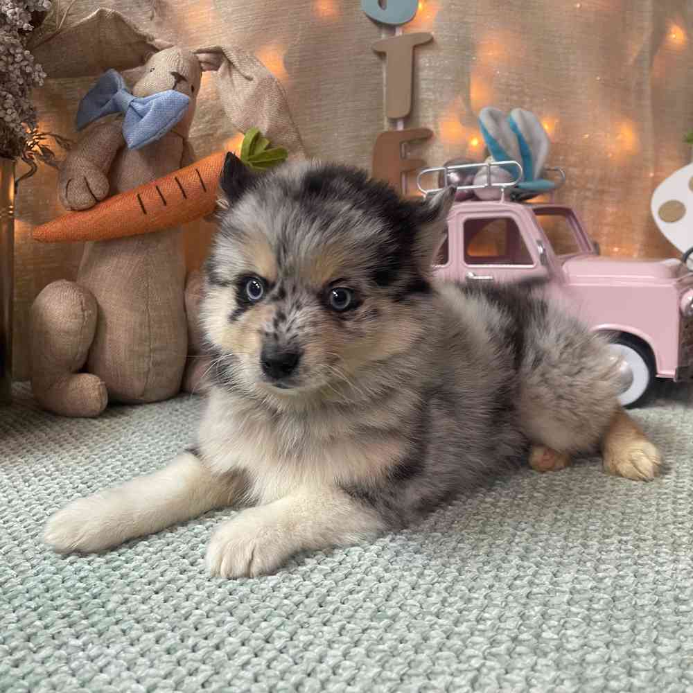 carousel pet images