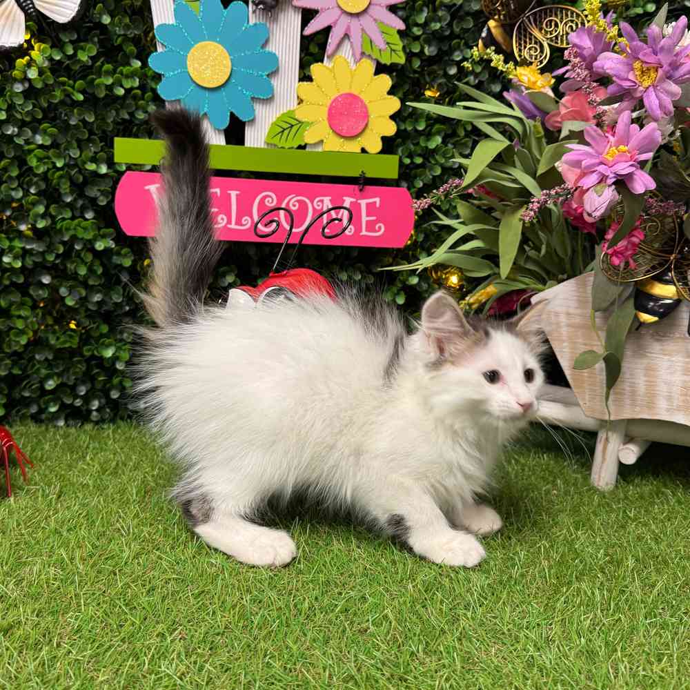 carousel pet images
