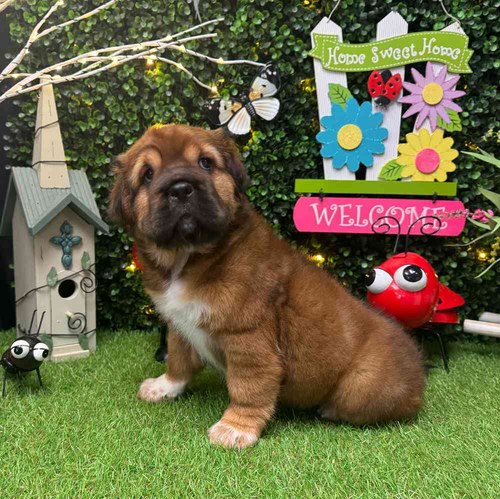 carousel pet images