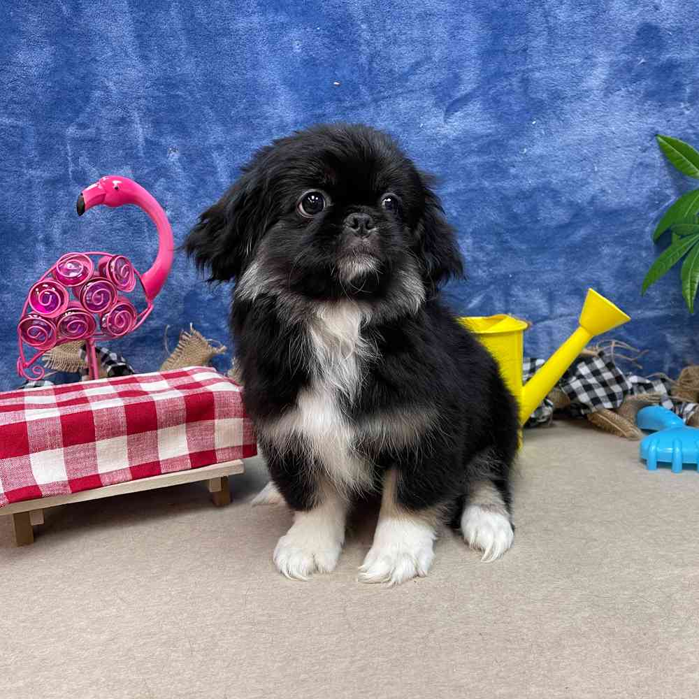 carousel pet images