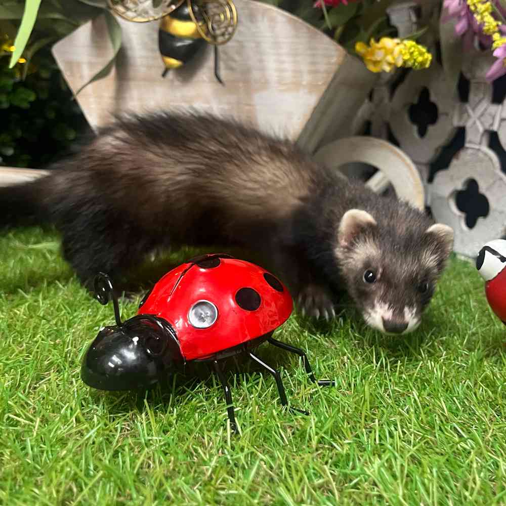 carousel pet images