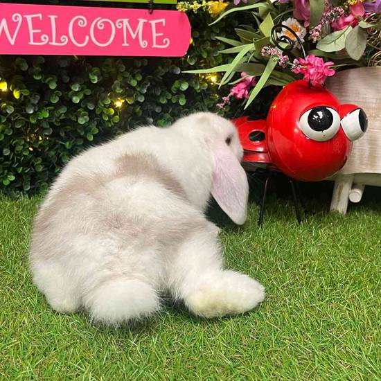 Flemish Giant Holland Lop Mix