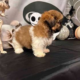 Shih Tzu