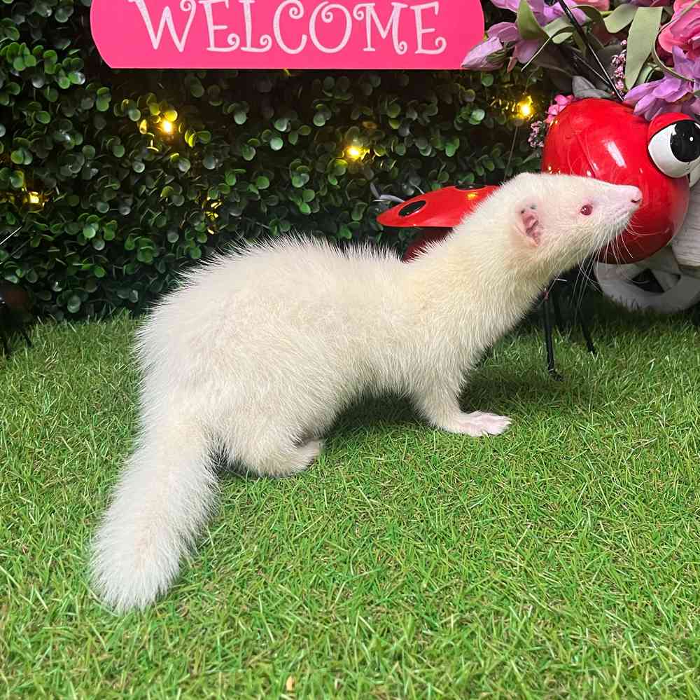 carousel pet images