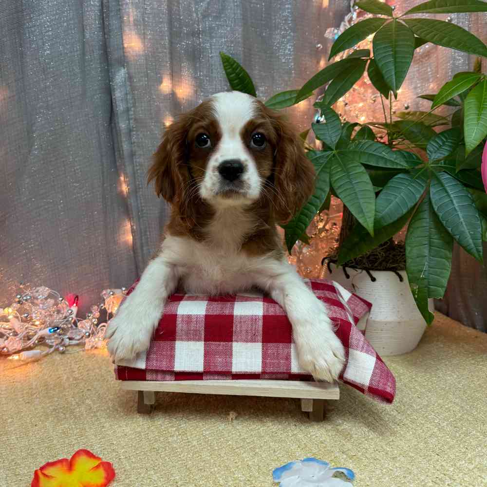 carousel pet images