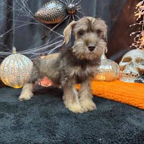 Schnoodle