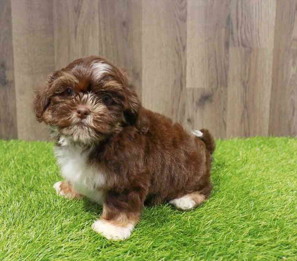 Image of a pet breed in the gallery