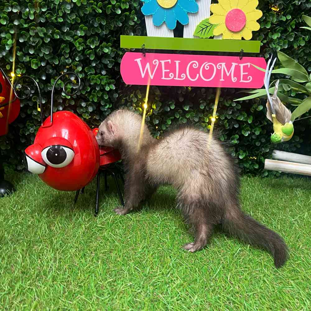 carousel pet images