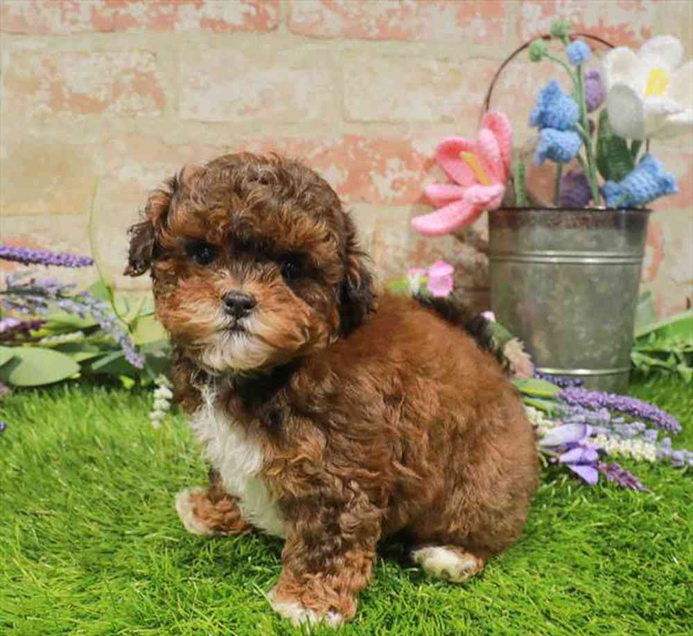 carousel pet images