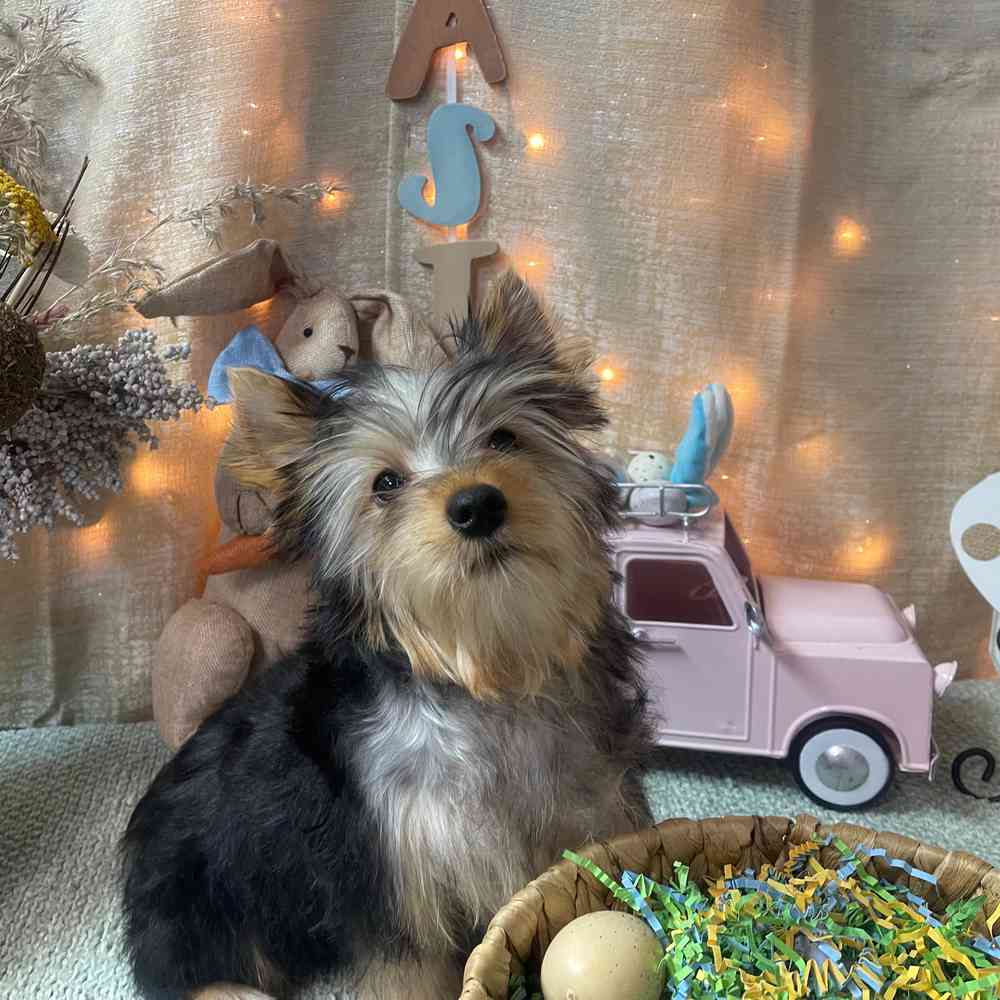 carousel pet images