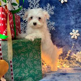 Maltese