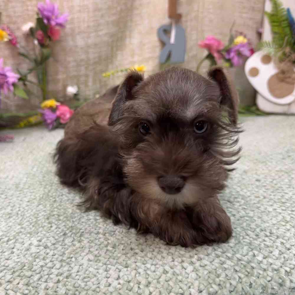 carousel pet images