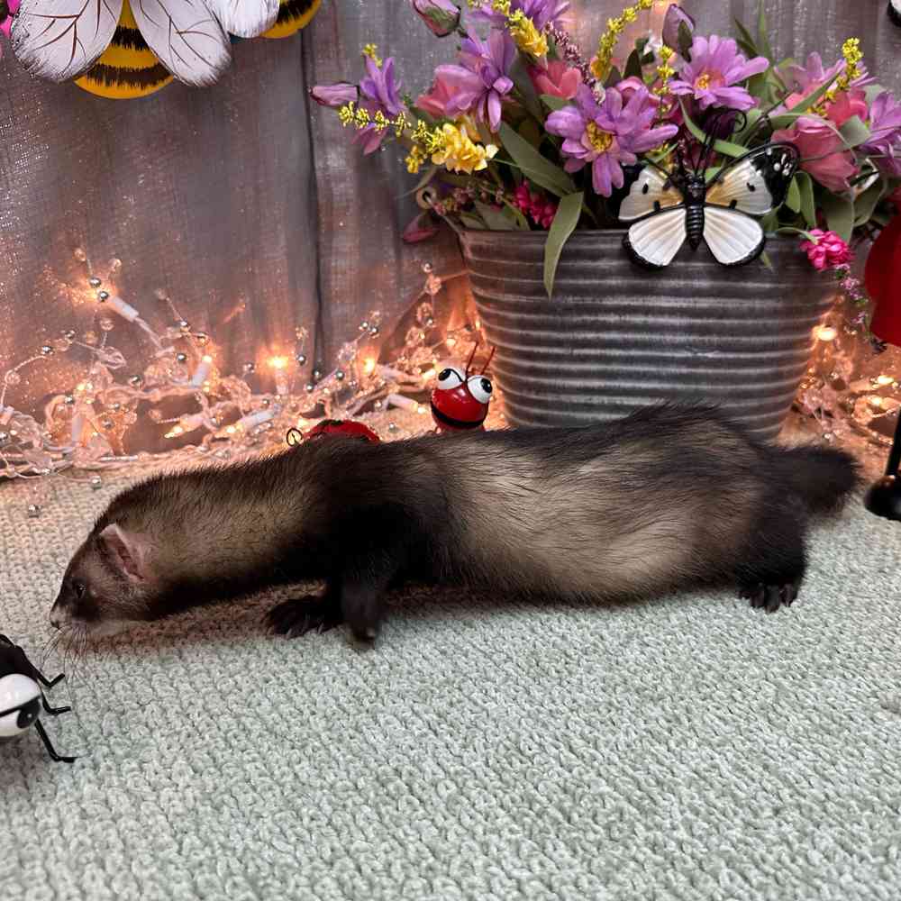 Image of a pet breed in the gallery