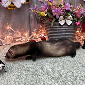 Ferret