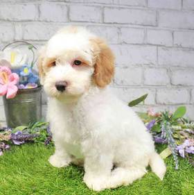 Mini Bernedoodle