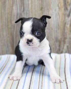 Boston Terrier