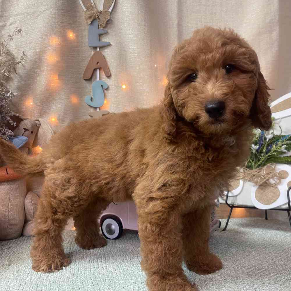 carousel pet images