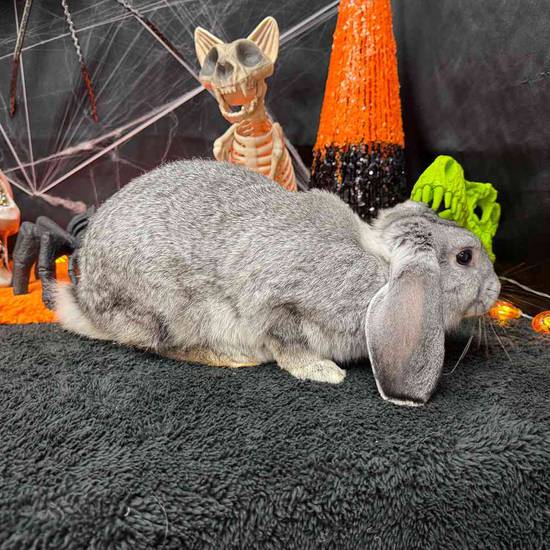 Flemish Giant Mix
