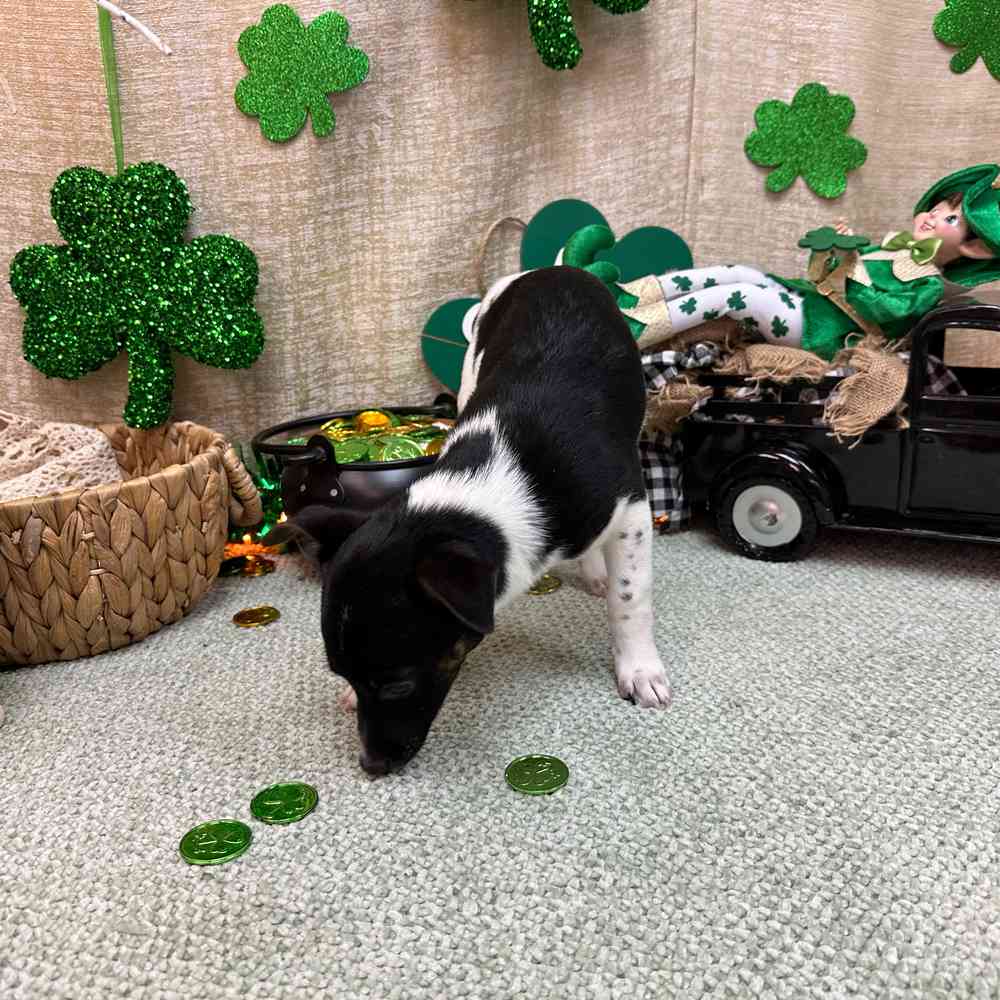 carousel pet images