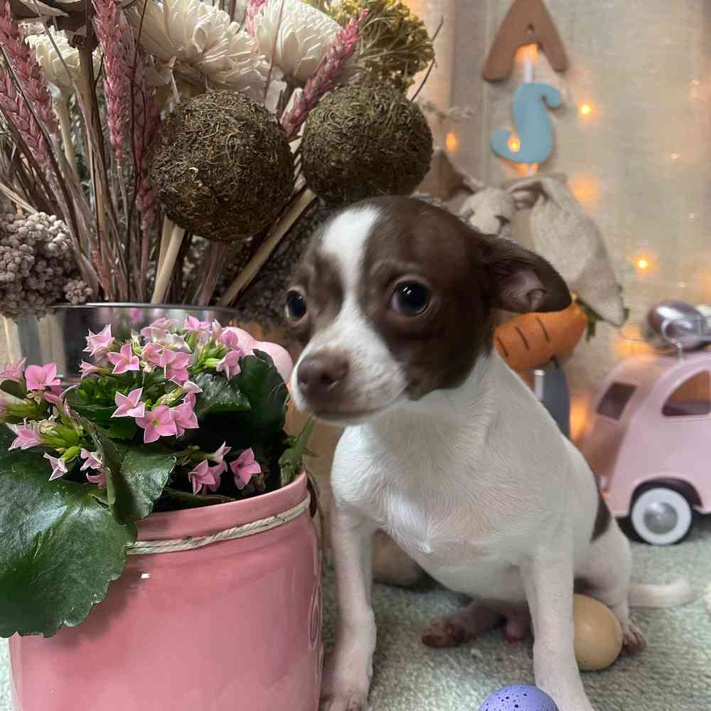 carousel pet images