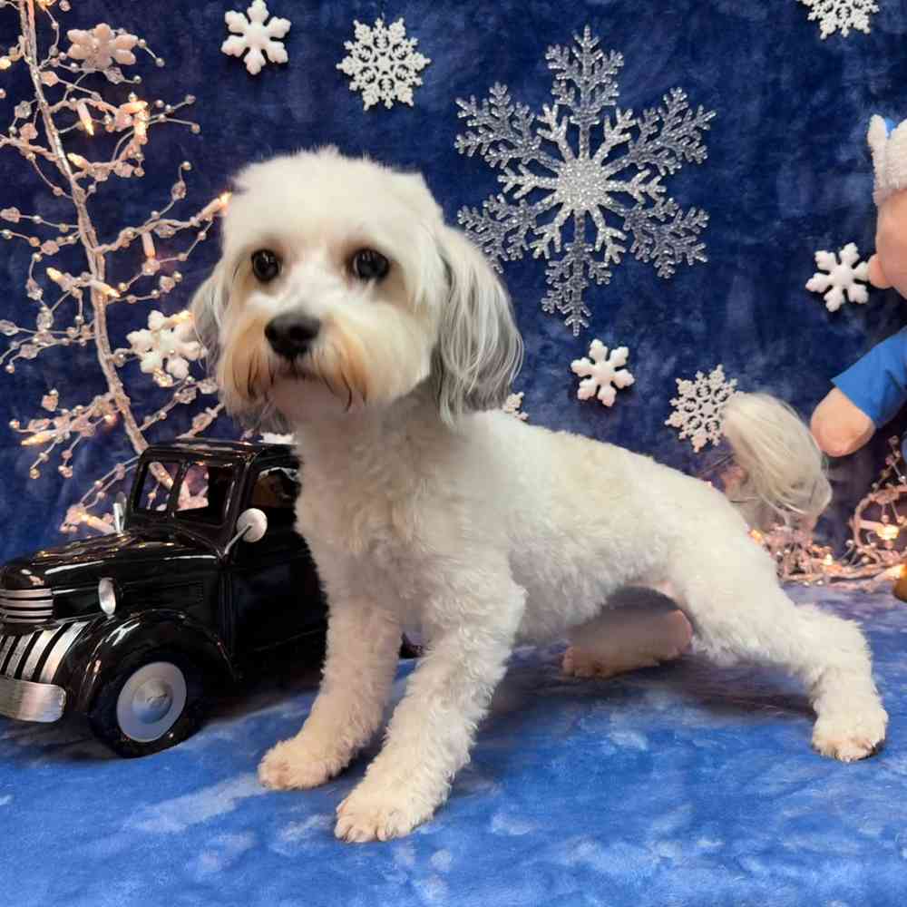 carousel pet images