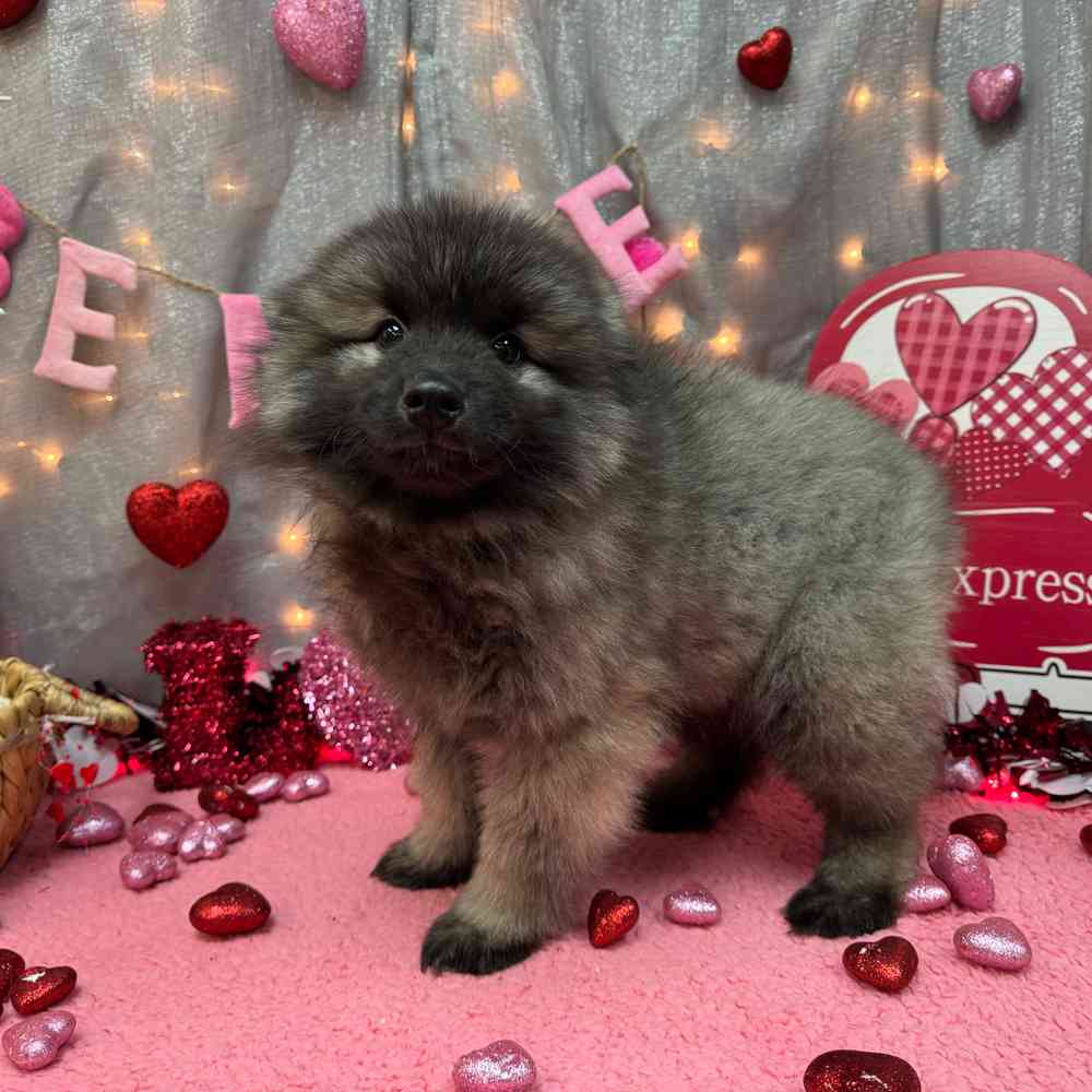 carousel pet images