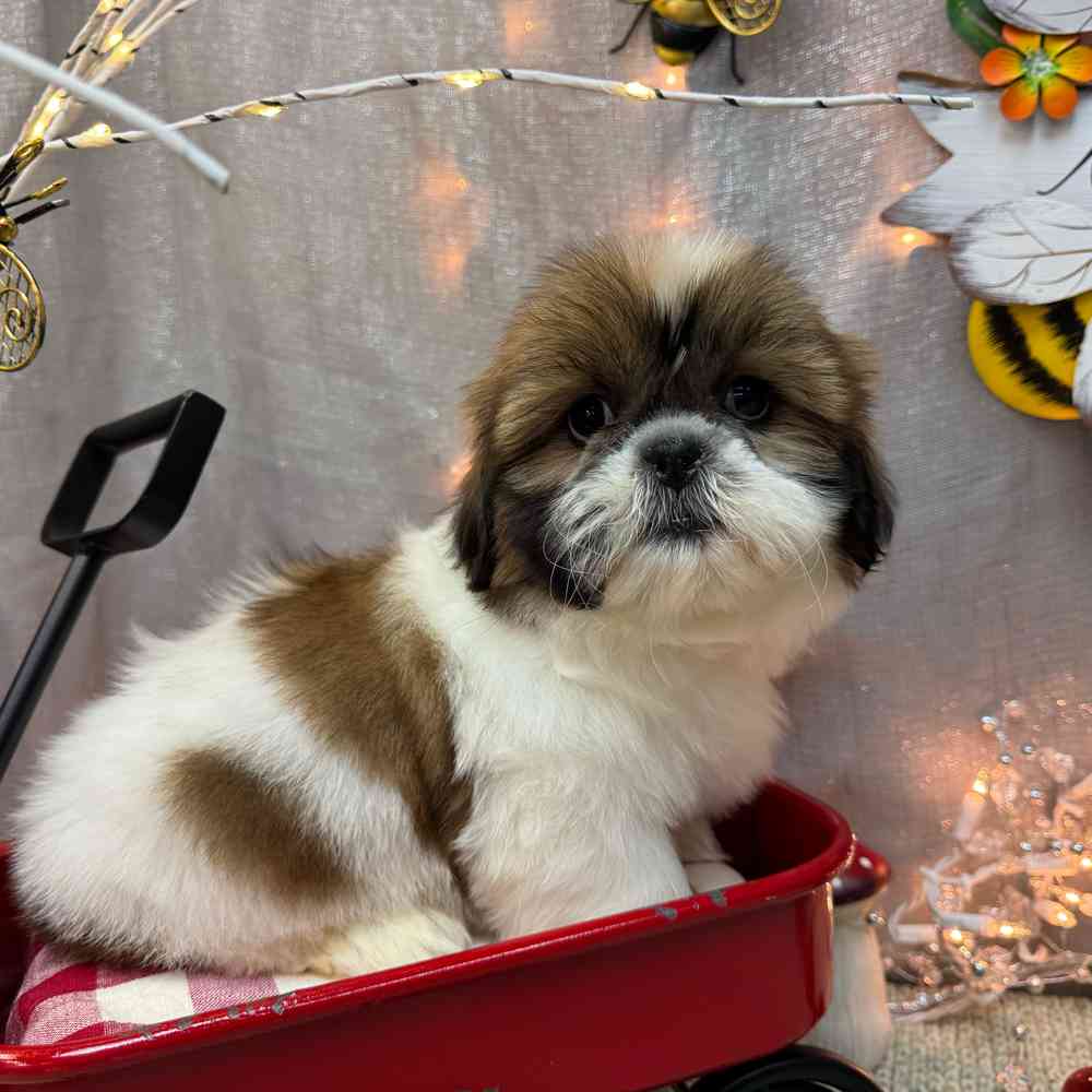 carousel pet images