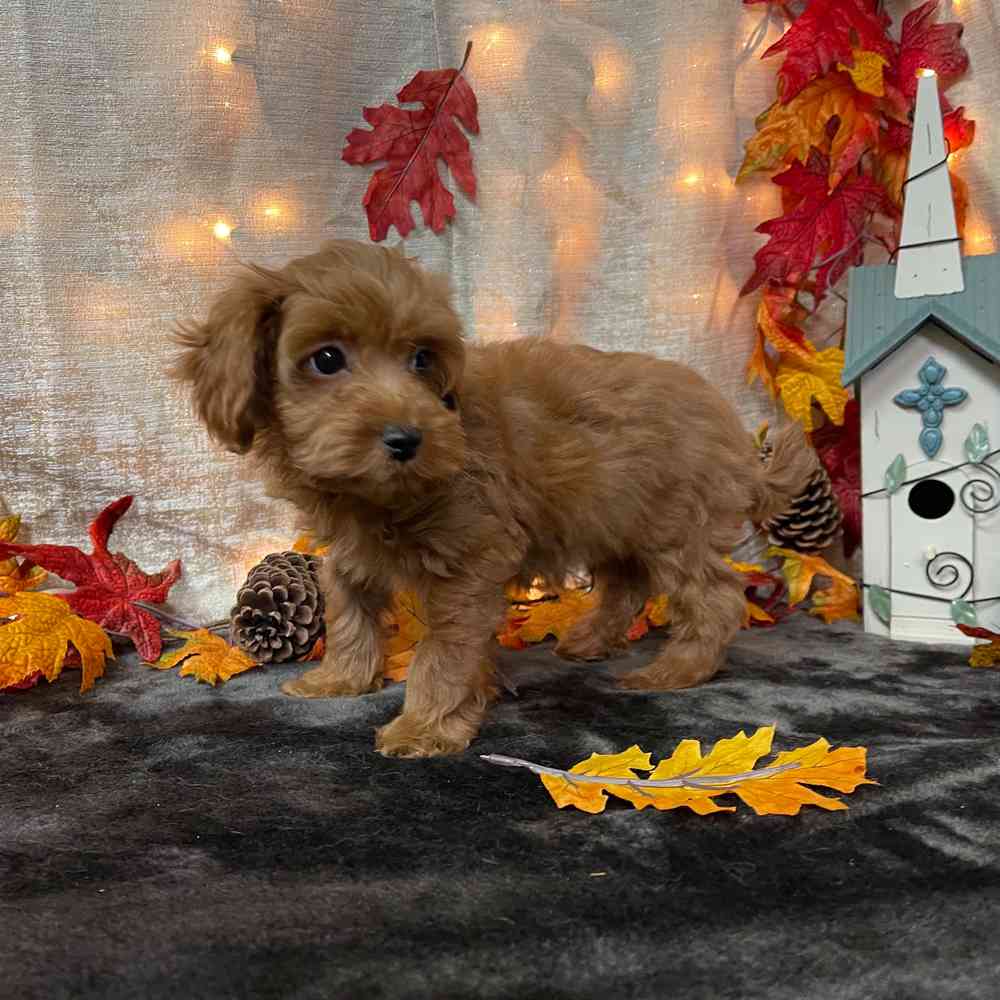 carousel pet images