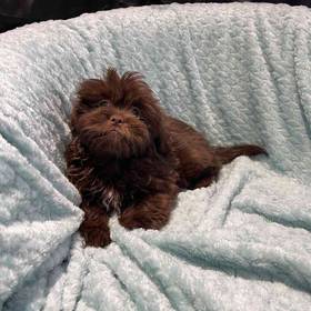 Shih Tzu